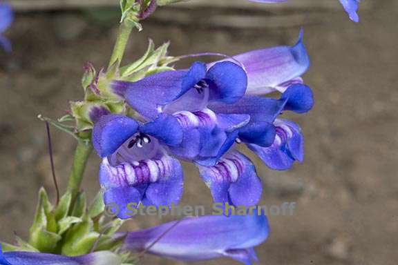 penstemon speciosus 6 graphic